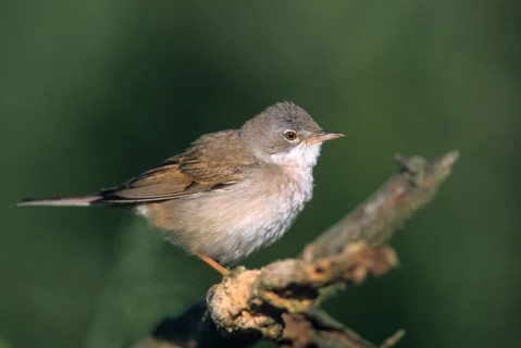 Warbler, Sylvia Communis, Whitethroat, Birds, Male, Male, Passeri, Songbirds, Birds