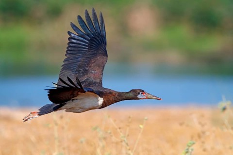 Abdim's stork, rain stork, Abdim, (Ciconia abdimii), African stork species, family of storks,