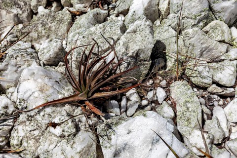 A dry plant on light-grey rocks, surrounded by moss and stones, displaying its natural ruggedness,