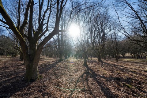 A natural burial grave site, Hofgeismar, Weser Uplands, Weserbergland, Hesse, Germany