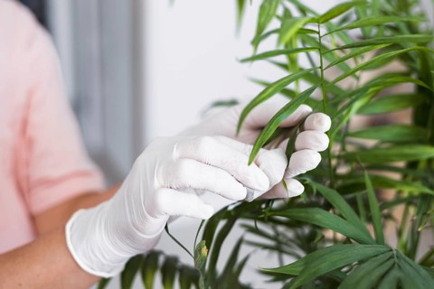 A person wearing gloves is carefully wiping the leaves of a lush indoor plant to remove dust and