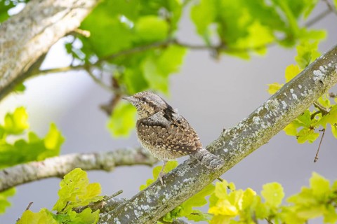 Eurasian wryneck (Jynx torquilla) Germany