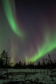 Northern Lights (Aurora borealis), Muddus National Park, Laponia World Heritage Site, Norrbotten,