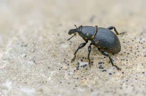 Curculionidae, German weevil, small butterbur weevil, Liparus germanus, molytinae, butterbur