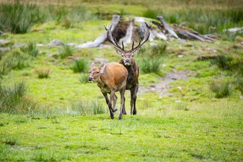 Red deer (Cervus elaphus) Rutting behaviour captive Germany