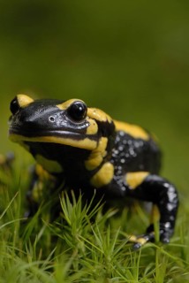 Fire salamanders in moss