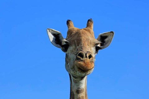 Giraffe (Giraffa camelopardalis giraffa), adult, portrait, Kruger National Park, Limpopo Province,