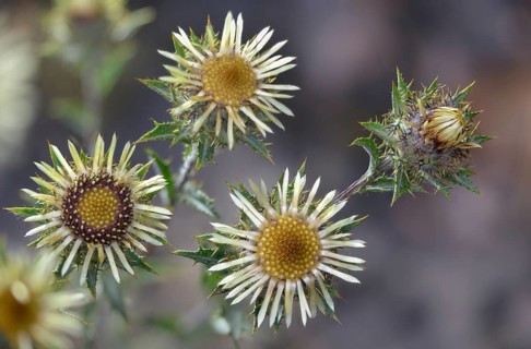 Asteraceae, Brandenburg, Carlina vulgaris, Germany, common weather thistle, golden thistle, small