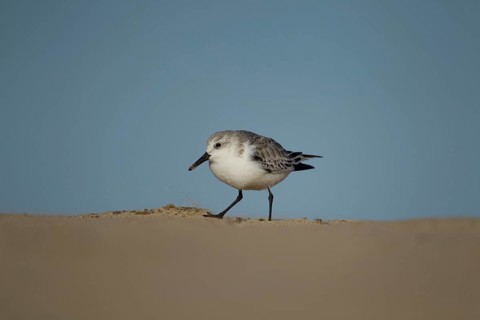 Sanderling (Calidris alba) adult wading bird in winter plumage on a beach, Norfolk, England, United
