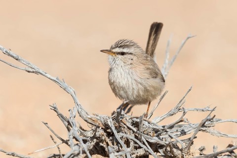 Streaked Scrub Warbler (Scotocerca inquieta), Eilat, Israel