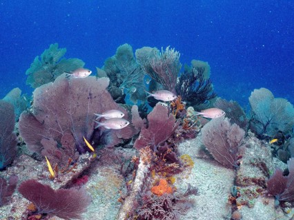 Underwater scene with live corals and fish school on a shipwreck, Hannah M. Bell wreck dive site,