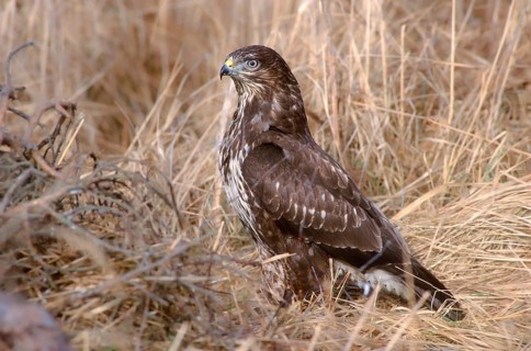 Accipitriformes, Buteo Buteo, Buzzard, Buzzard, Birds of Prey, Raptors, Birds