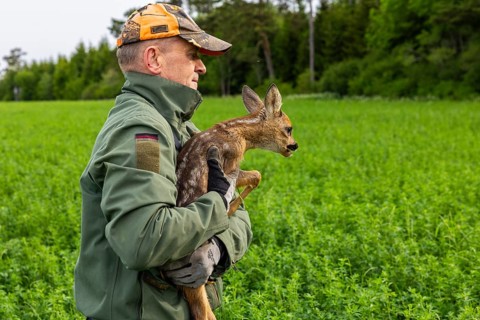 Hunter carrying fawn (Capreolus capreolus) from the meadow into the forest, fawn rescue, forest