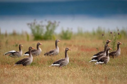 Anser Anser, Greylag or Graylag Goose, Grelag Goose, Anatidae, Birds, Duckbirds, Goose, Geese,