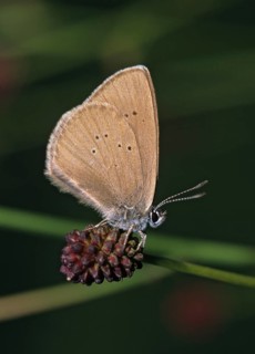 Ant blue, dark meadowbutton ant blue, dusky large blue, glaucopsyche nausithous, maculinea