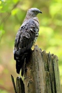 Honey buzzard (Pernis apivorus), adult, perch, vigilant, in summer, Šumava, Czech Republic