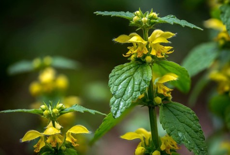 Real golden nettle, galeobdolone luteum, golden deaf nettle, golden nettle, lamiaceae, lamium
