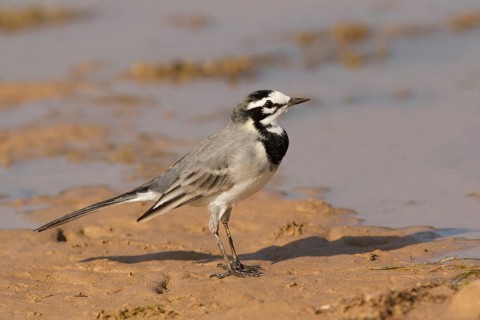 White Wagtail (Motacilla alba subpersonata), Morocco