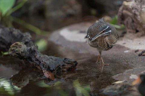 One sunbittern (Eurypyga helias) standing in the water of a forest creek