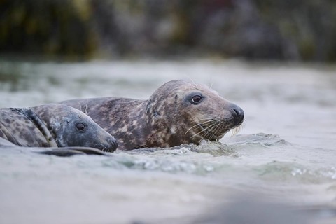 Grey seal (Halichoerus grypus) playing with each other in the water, sea, Düne, Helgoland,