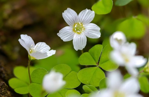 Oxalidaceae, Oxalis Acetosella, Sour Clover, Woodsorrel, Common Wood Sorrel, Flora, Spring, Plants,