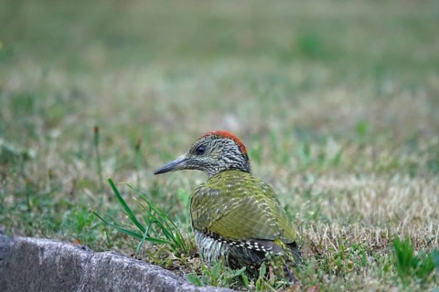 Green woodpecker (Picus viridis), June, Germany