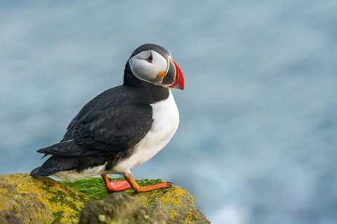 Atlantic Puffin (Fratercula arctica) on cliff, Iceland