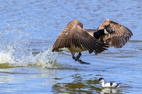 Canada goose, Canadian goose (Branta canadensis) taking off from lake by running over water