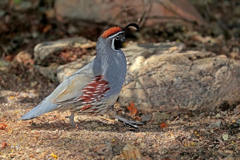 Gambel's quail (Callipepla gambelii), adult, male, alert, Sonoran Desert, Arizona, North America,