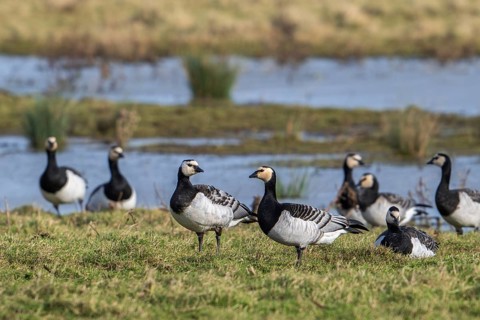 Flock of barnacle geese (Branta leucopsis) resting in wetland in winter