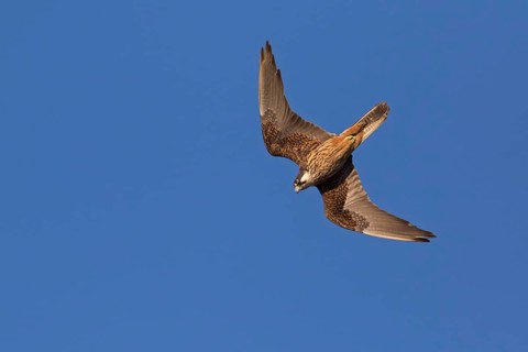 Eleonora's Falcon (Falco eleonorae) male flying, Sardinia, Italy