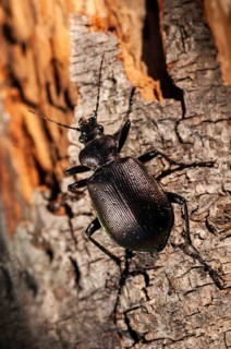 Calosoma inquisitor, small doll predator, climbing beetle, lesser searcher, beetle, coleoptera,