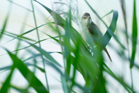 Reed warbler (Acrocephalus arundinaceus) on a reed stem, reed (Phragmites australis), Lower Saxony,