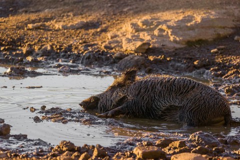 A wild boar or wild pig (Sus scrofa) takes a mud bath in a waterhole