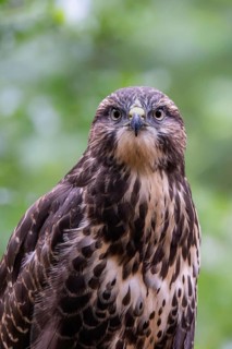 Common Buzzard (Buteo buteo) juvenile, South Holland, Netherlands