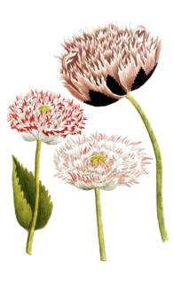 Botany, plants, Papaver hortense cristatum, stuffed poppy