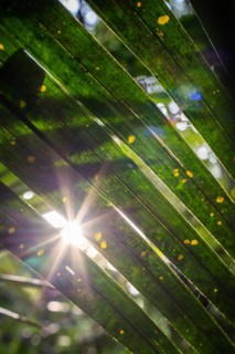 Sun flashes through the rainforest, Amazon Museum MUSA, Cidade de Deus, Manaus, Brazil