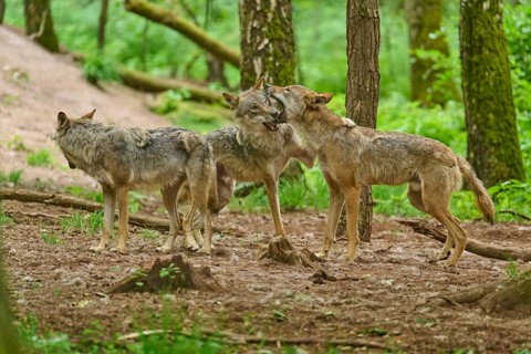 Three wolves in a woodland area interacting with one another, summer, wolf (Canis lupus), Germany
