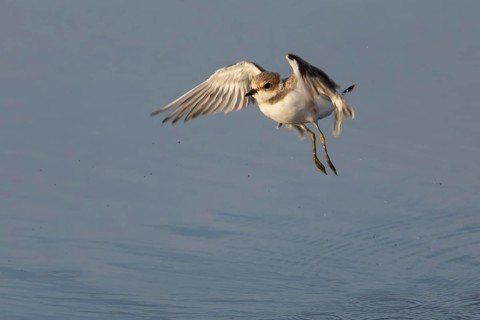 Little ringed plover (Charadrius dubius) juvenile wading bird taking off from a shallow lagoon in