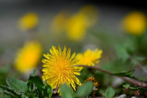 Common dandelion, dandelion, dandelion flower, cowflower, meadow dandelion (Taraxacum officinale)