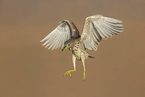 Nachtreiher, Black-crowned Night Heron, Night Heron, Black-crowned Night-Heron, Nycticorax