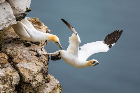 Pair of Northern Gannet, Morus bassanus, birds on cliff, Bempton Cliffs, North Yorkshire, England,