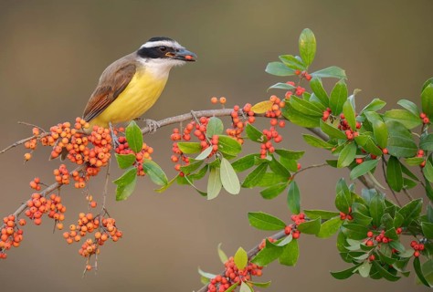 Great Kiskadee (Pitangus sulphuratus) perched on a branch, feeding on red berries, Texas, USA