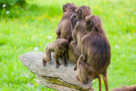 Three female Gelada (Theropithecus gelada), or bleeding-heart monkey sit on a log, each grooms each