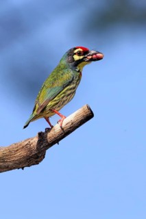 Coppersmith Barbet (Psilopogon haemacephalus) with feed in beak, Malaysia