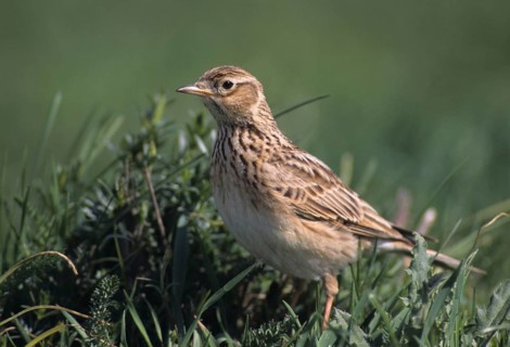 Alauda Arvensis, Skylark, Birds, Leo, Larks, Passeri, Songbirds, Songbirds, Birds