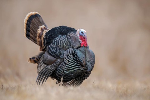 Wild Turkey (Meleagris gallopavo) male, California, USA