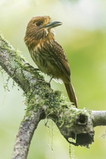 White-whiskered Puffbird (Malacoptila panamensis) perched on a branch in Panama