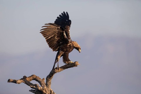 Iberian Eagle (Aquila adalberti), Spanish imperial eagle, Extremadura, Castilla La Mancha, Spain