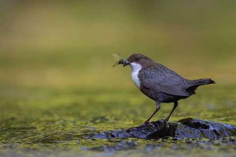 White-throated Dipper (Cinclus cinclus) with food in its beak, North Rhine-Westphalia, Germany
